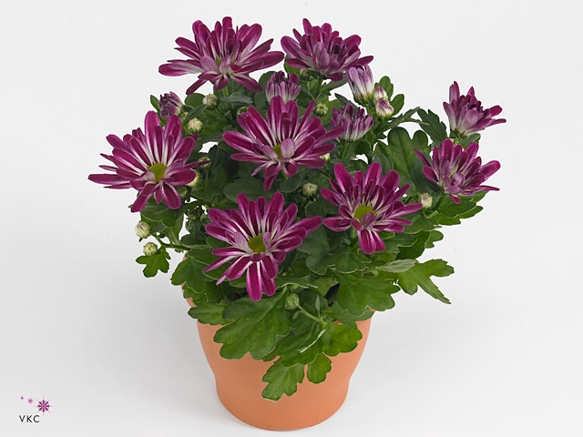 Chrysanne Bicolor Candy