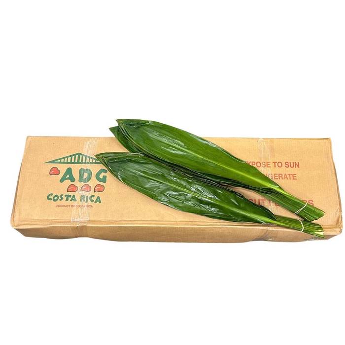 <h4>Cordyline Green Tie Adg 80cm</h4>