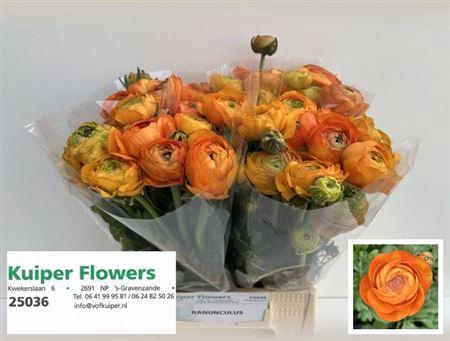 <h4>Ran Aazur Orange</h4>