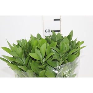 FOLHAGEM RUSCUS 060 CM