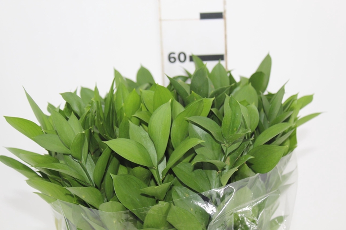 <h4>FOLHAGEM RUSCUS 060 CM</h4>