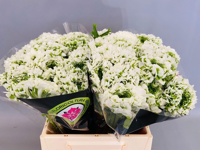 <h4>Ran Pon Pon Igloo</h4>