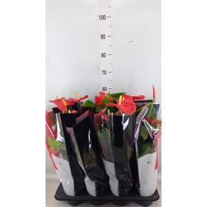 Anthurium andr. 'Madural'