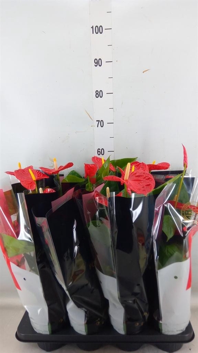 <h4>Anthurium andr. 'Madural'</h4>