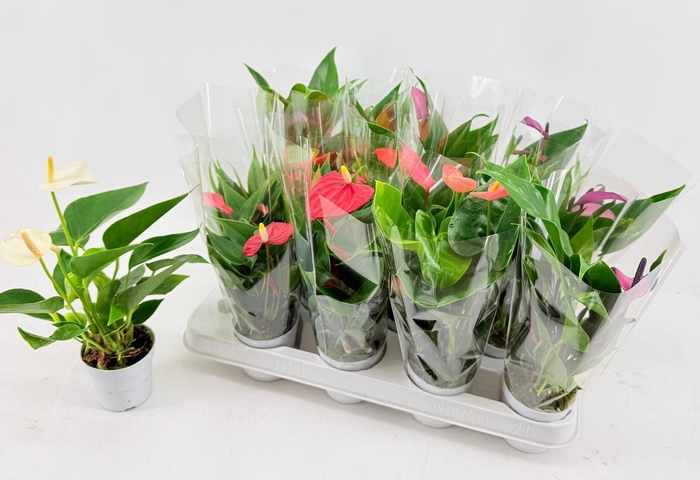 <h4>ANTHU AN GEM 4 KL</h4>