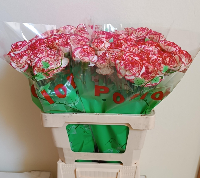 <h4>DI ST CORALIE</h4>