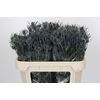 Eryngium Blue Dynamite