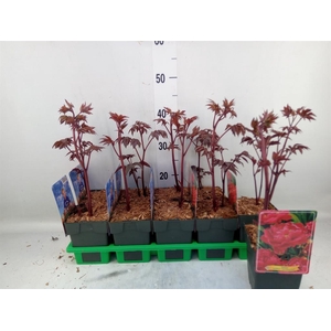 Paeonia lact. 'Karl Rosenf'