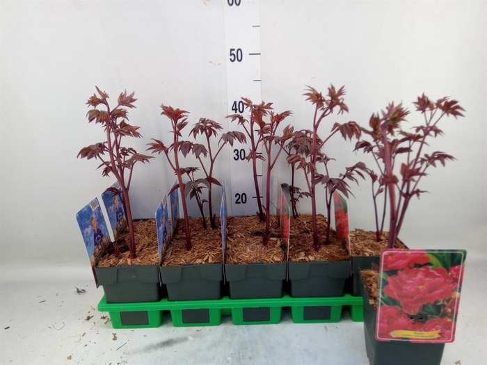 <h4>Paeonia lact. 'Karl Rosenf'</h4>