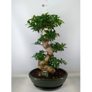 Ficus microcarpa 'Ginseng'
