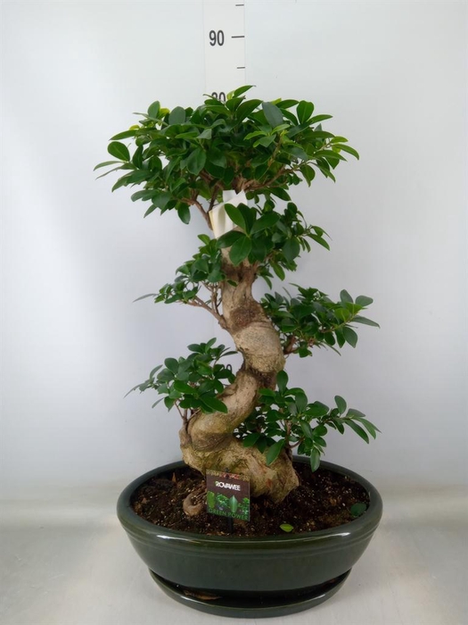 <h4>Ficus microcarpa 'Ginseng'</h4>