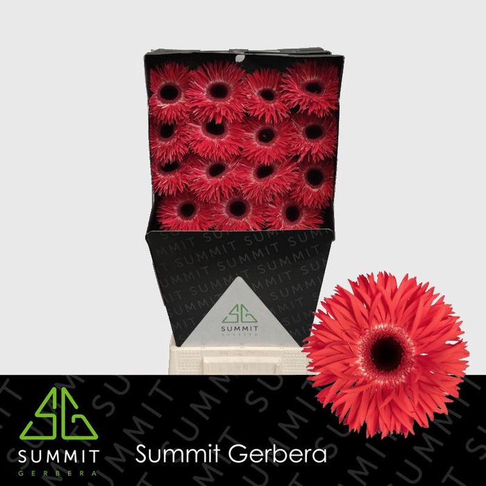 <h4>Gerbera Spider Katie Diamond</h4>