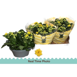 KAL GE AMARILLO YELL