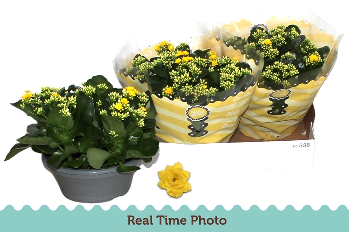 <h4>KAL GE AMARILLO YELL</h4>