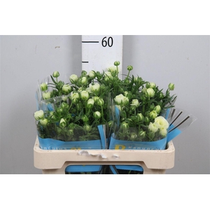 Ran Butterfly Graces