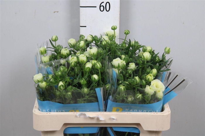 <h4>Ran Butterfly Graces</h4>