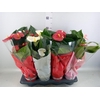 Anthurium andr. 'Casparo'
