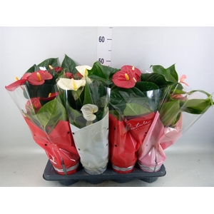 Anthurium andr. 'Casparo'