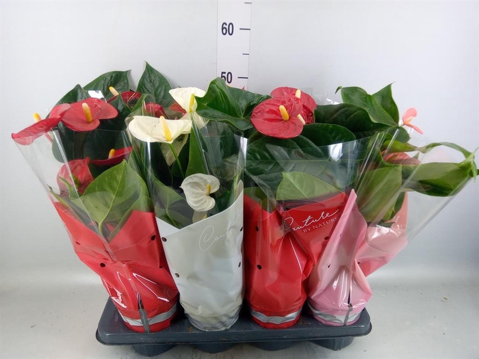 <h4>Anthurium andr. 'Casparo'</h4>