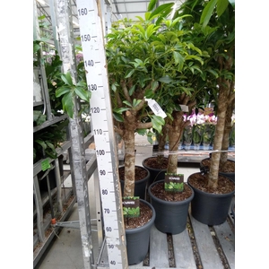 Schefflera arbor. 'Compacta'