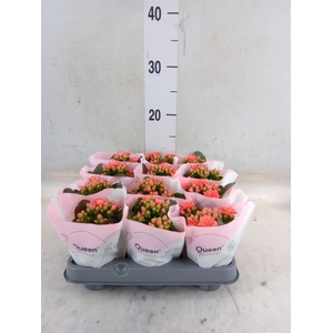 Kalanchoe blos.   ..rosebud