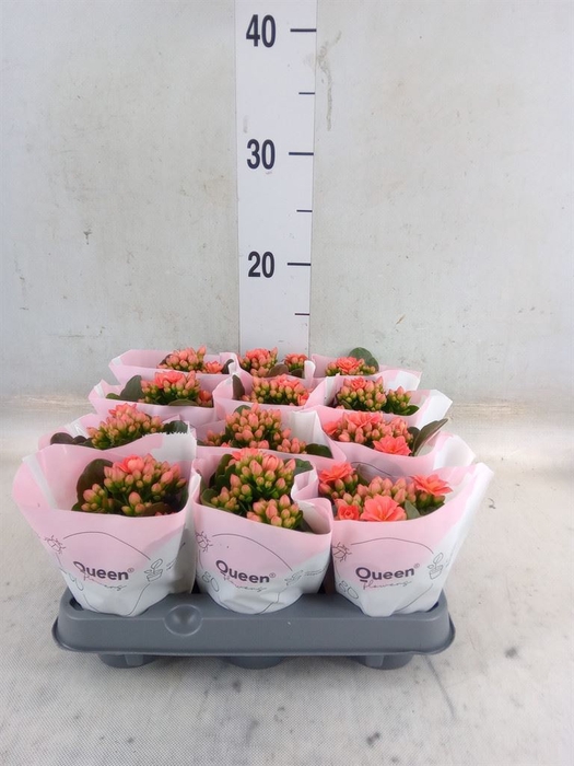 Kalanchoe blos.   ..rosebud