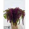 AMARANTHUS XL