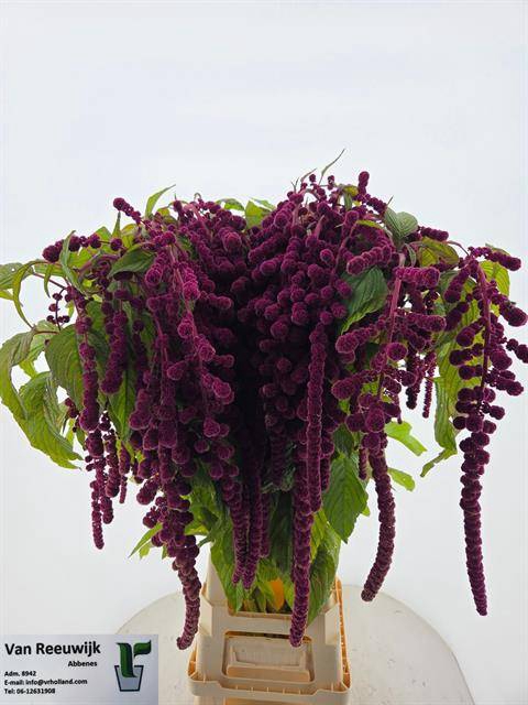 AMARANTHUS XL