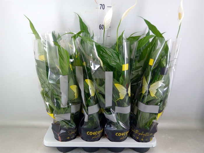<h4>Spathiphyllum  'Sweet Chico'</h4>