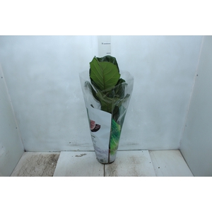 FICUS LYRATA P17