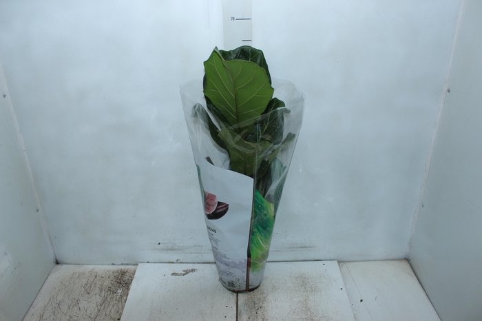 <h4>FICUS LYRATA P17</h4>