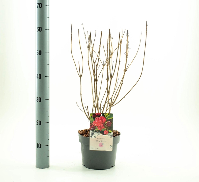 <h4>Weigela florida</h4>