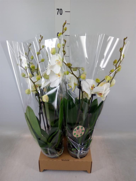<h4>Phalaenopsis   ...white</h4>