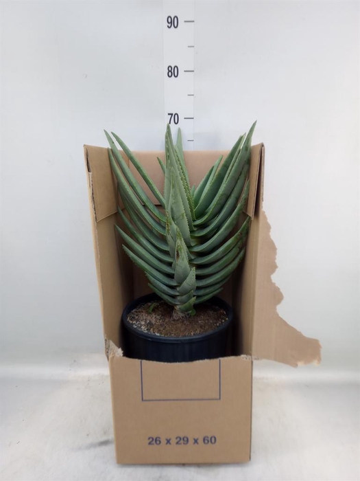 <h4>Aloe distans</h4>