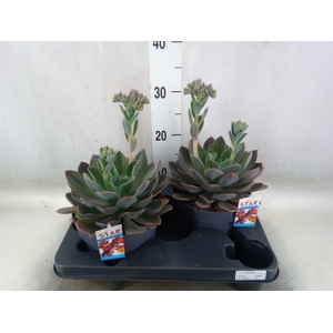 Echeveria  'Blue Prince'