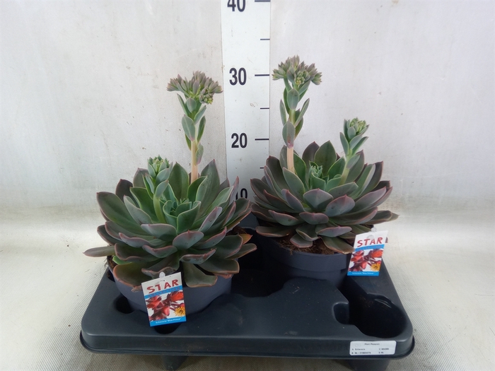 <h4>Echeveria  'Blue Prince'</h4>