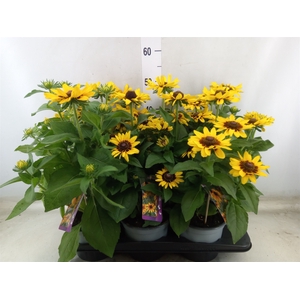 Rudbeckia   ...