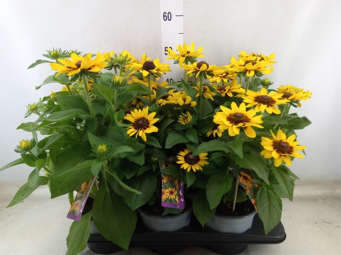 <h4>Rudbeckia   ...</h4>