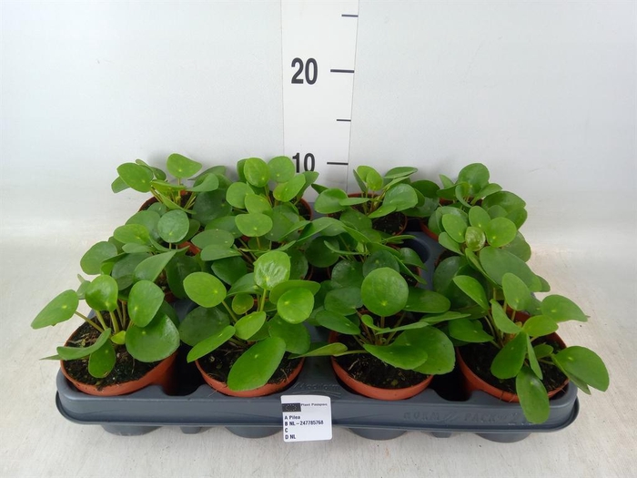 <h4>Pilea peperomioides</h4>