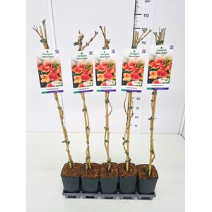 Campsis x tagliabuana Madame Galen