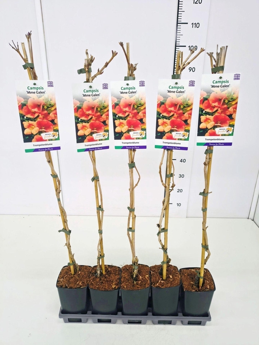 Campsis x tagliabuana Madame Galen