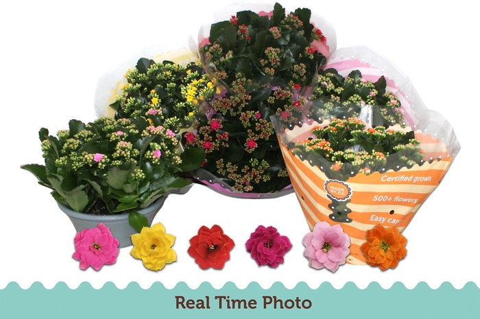 <h4>KAL GE GEM 6 KL</h4>