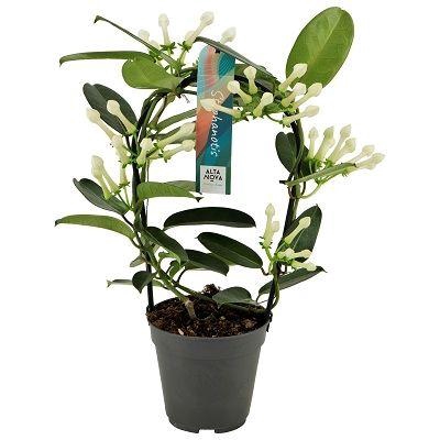 <h4>Stephanotis boog 5-6 tros p12</h4>