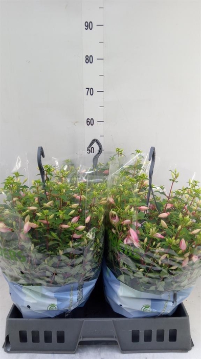 <h4>Fuchsia  'Bella Fuchsia Sophia'</h4>