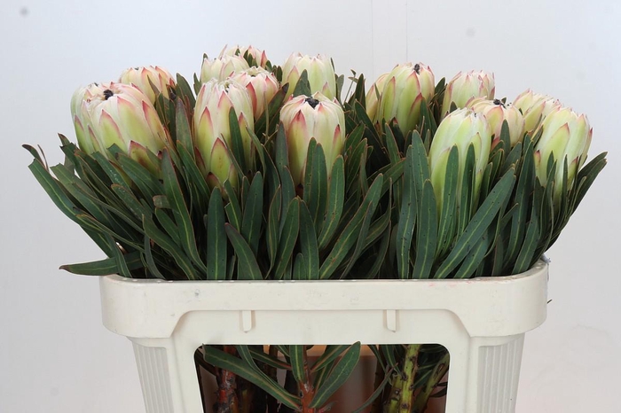 <h4>Protea White Night</h4>