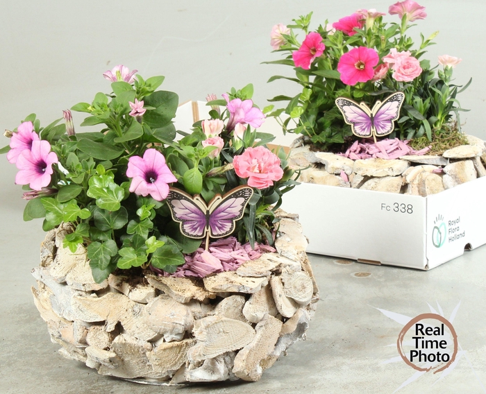 <h4>ARR TUINPLANTEN</h4>