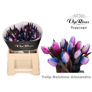 Tu En Vip Rainbow Alexandra