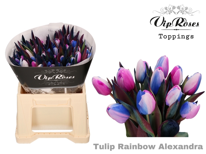 <h4>TU EN A RAINBOW ALEXANDRA</h4>