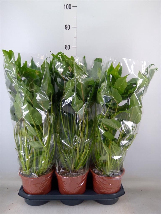 <h4>Philodendron xanadu</h4>