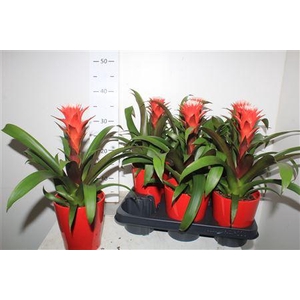 Guzm Hope In Rood Keramiek Pot